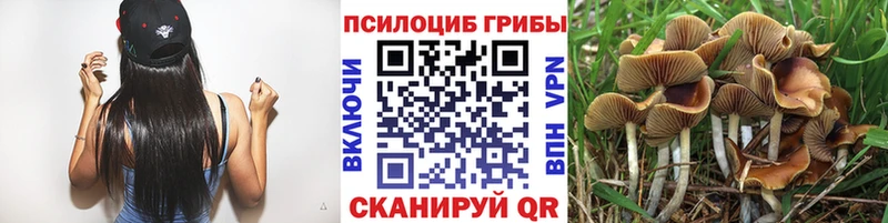 Галлюциногенные грибы Psilocybine cubensis Салехард